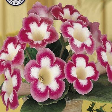 Gloxinia Blanche de Meru 1-pakke